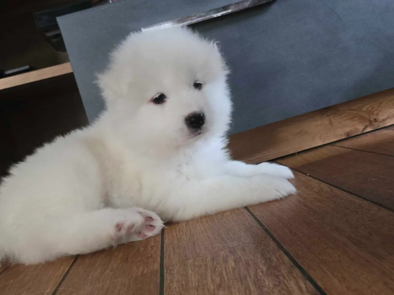 Billede 14 - Samojede hvalpe