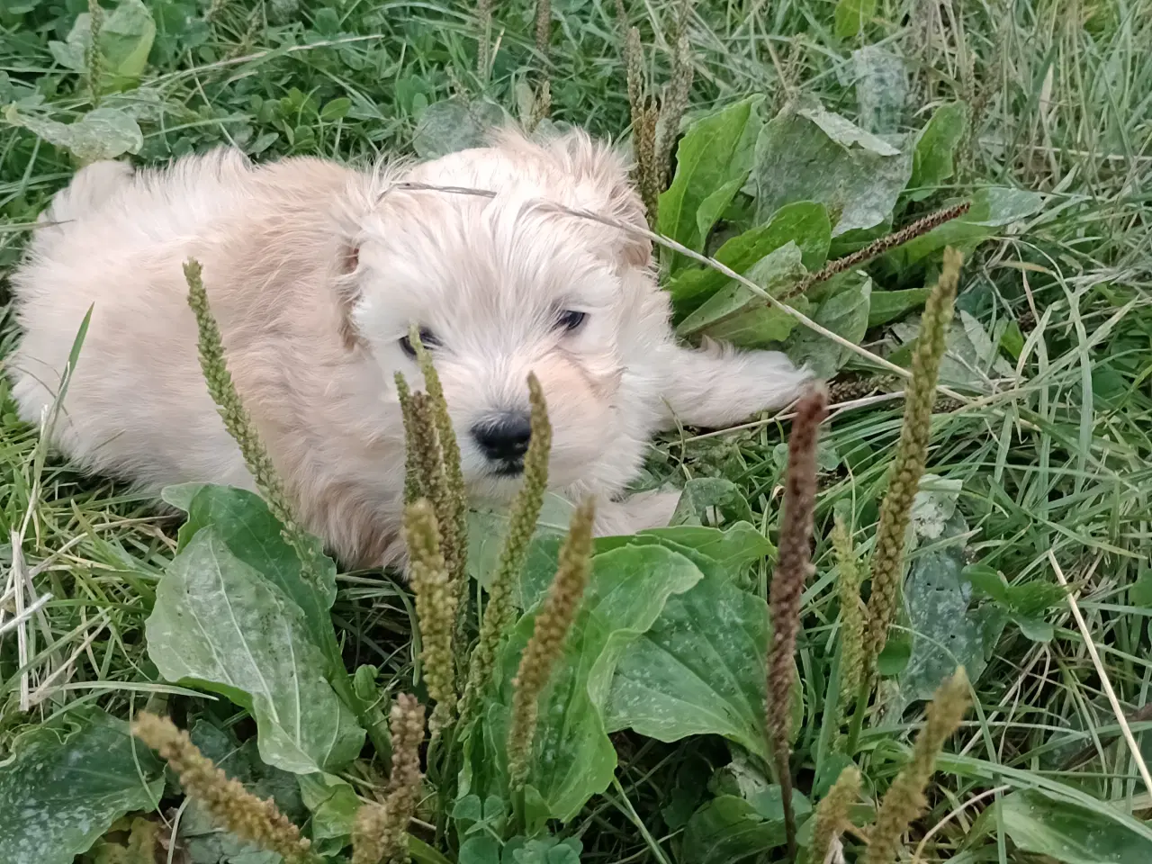 Billede 6 - Maltipoo hvalpe