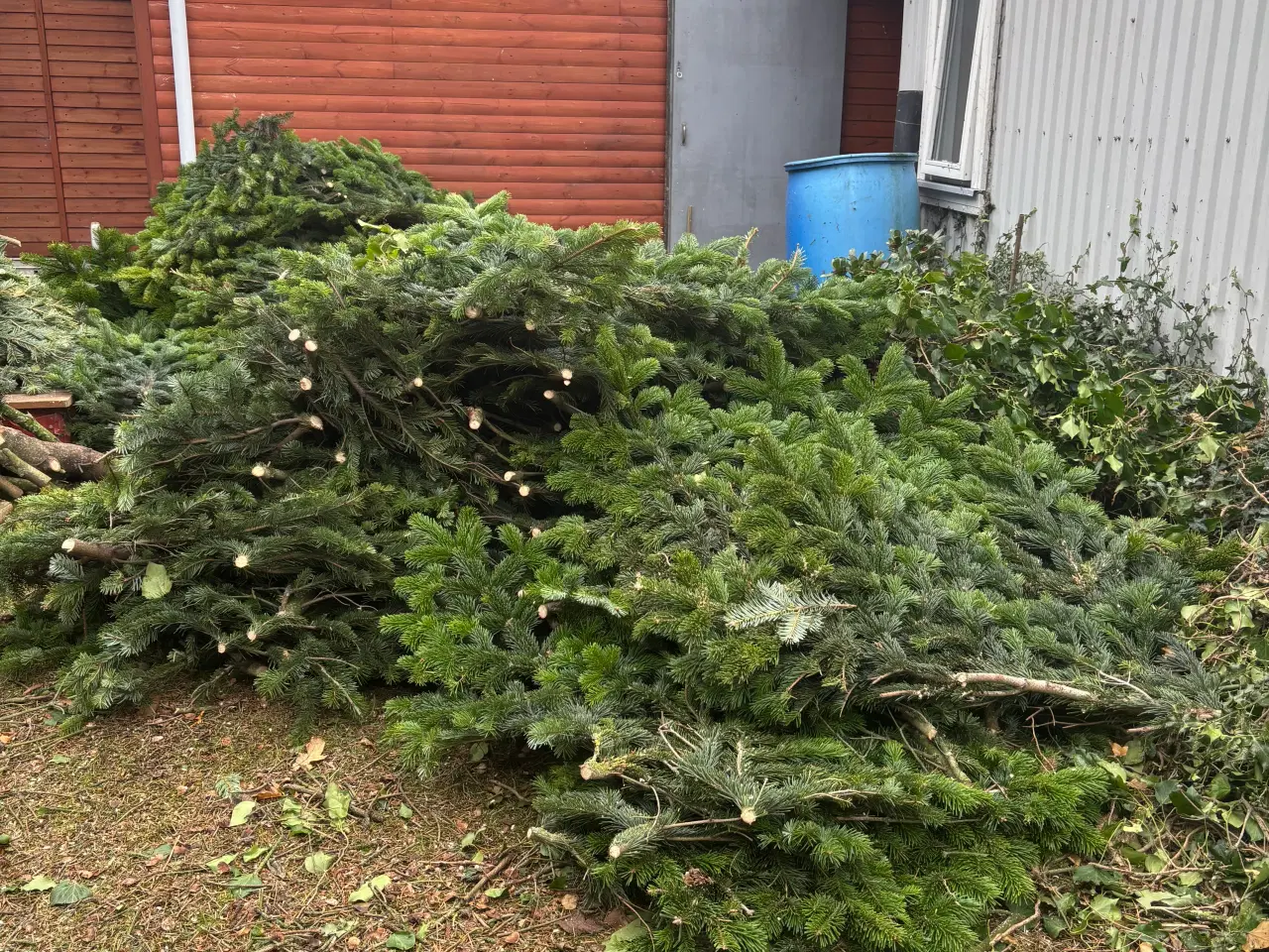 Billede 1 - Pyntegran / pyntegrønt sælges