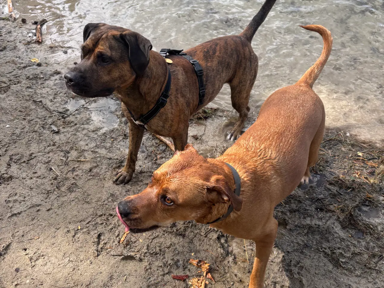 Billede 5 - FamilyGuardianMix - Love bombs 🩶💣