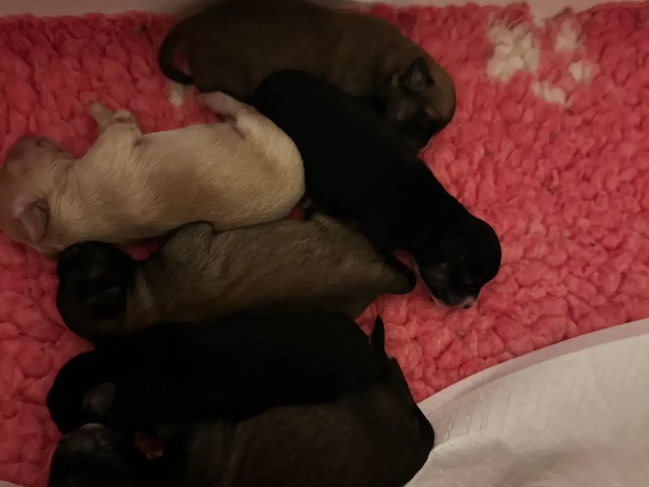 Billede 5 - Hunde valpe malteserblanding