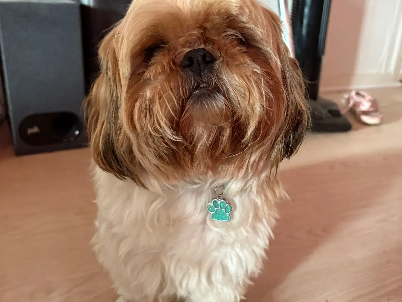 Billede 5 - Shih-tzu hvalpe