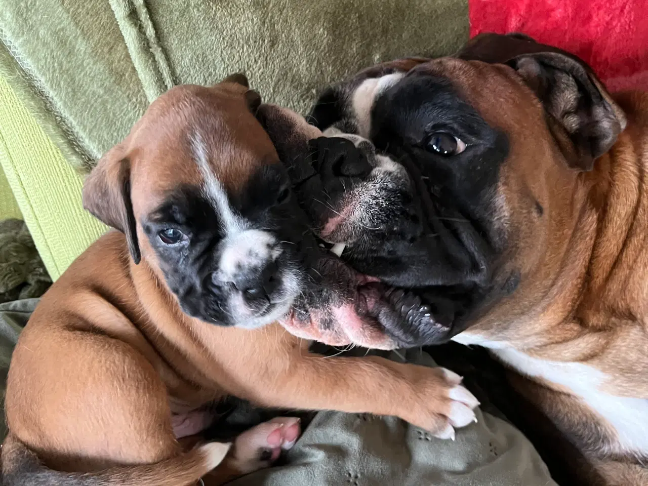 Billede 18 - Skønneste Boxerhvalpe søger nyt hjem