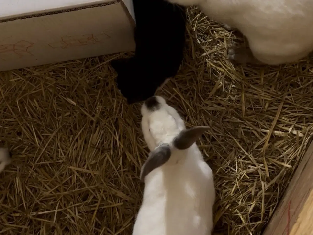 Billede 2 - California white hun kanin