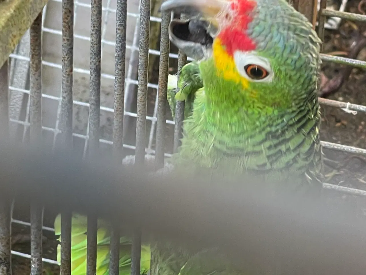 Billede 3 - Gulkindet amacone 1,0