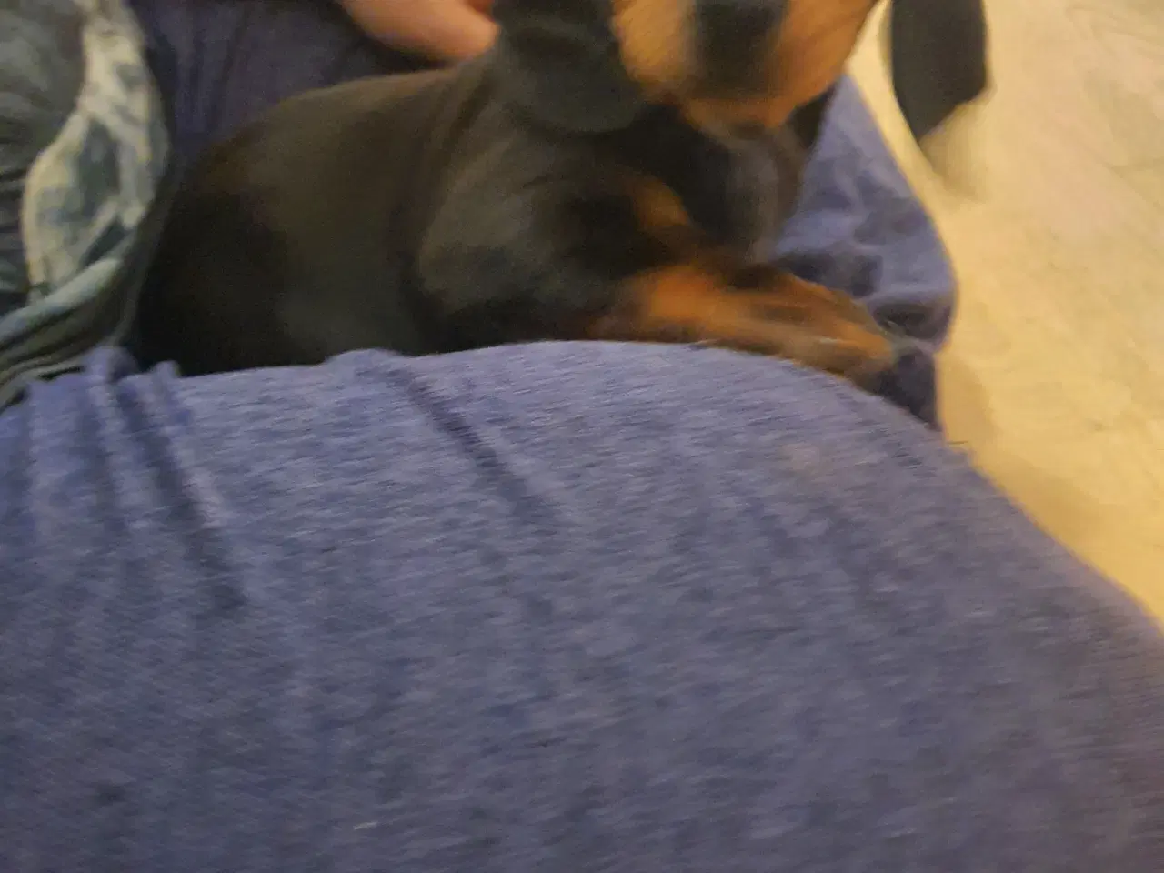 Billede 5 - Mini Gravhunde