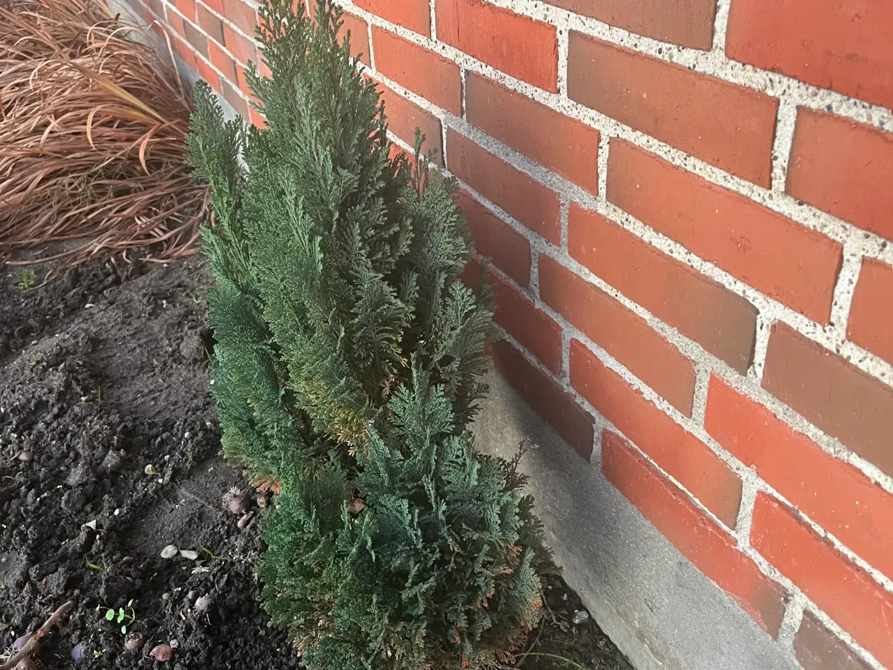 Billede 1 - Cypree Udendørs 