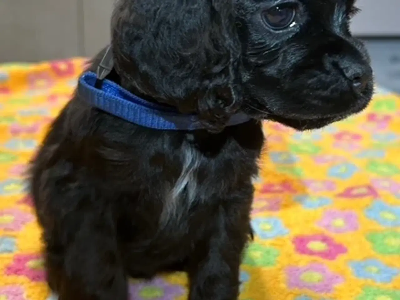 Billede 5 - Amerikansk Cocker hvalpe