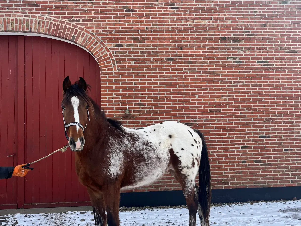 Billede 4 - Western, Hingst, Pinewood JP