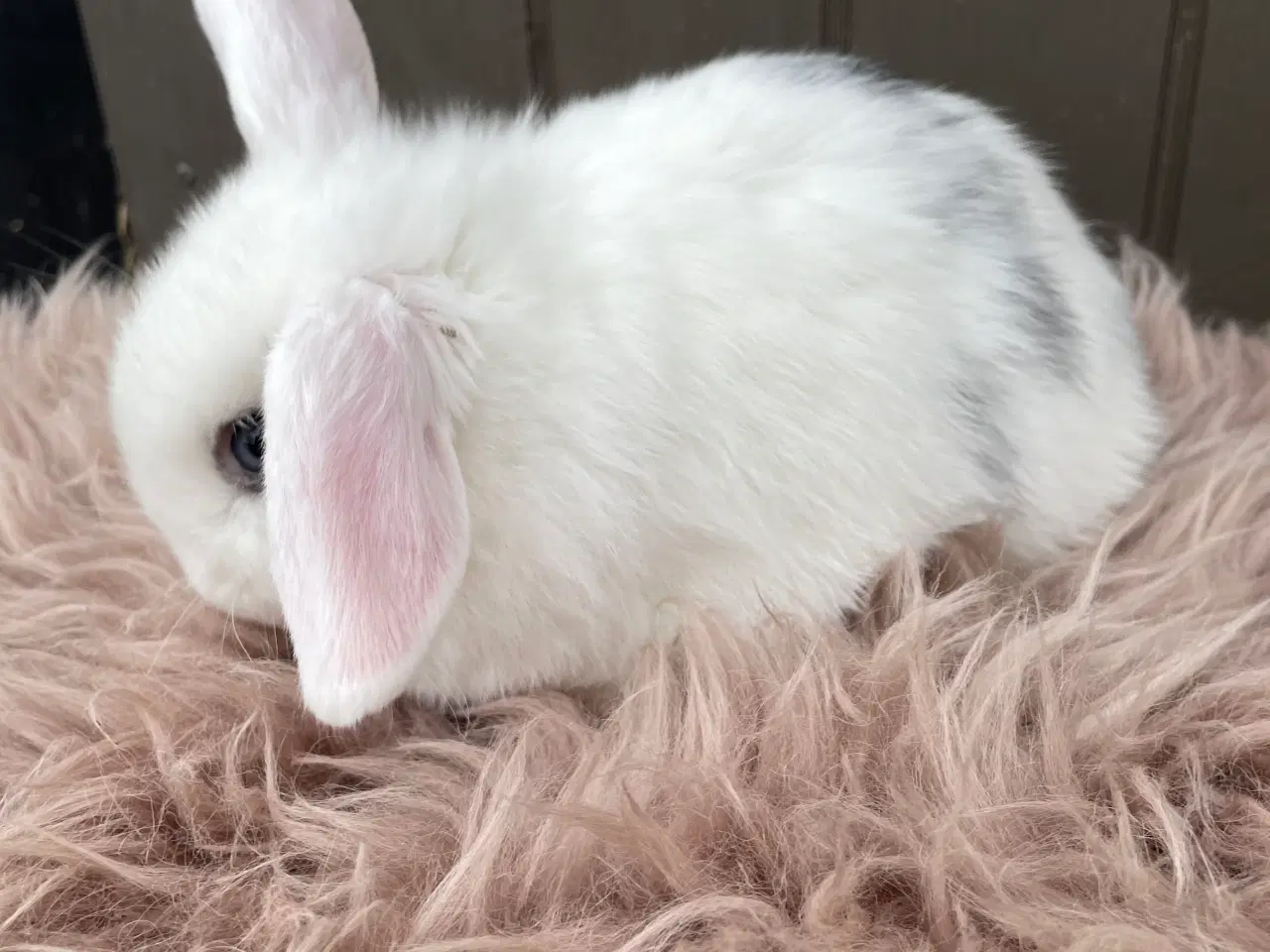 Billede 5 - Minilop dreng klar nu