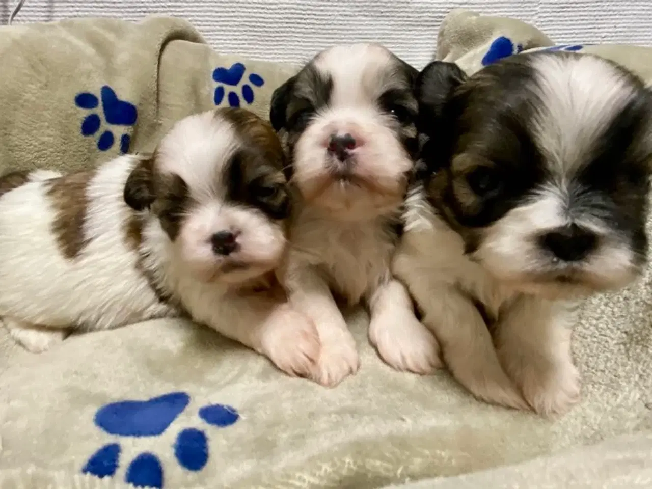 Billede 1 - Små allergivenlige og ikke fældende hundehvalpe