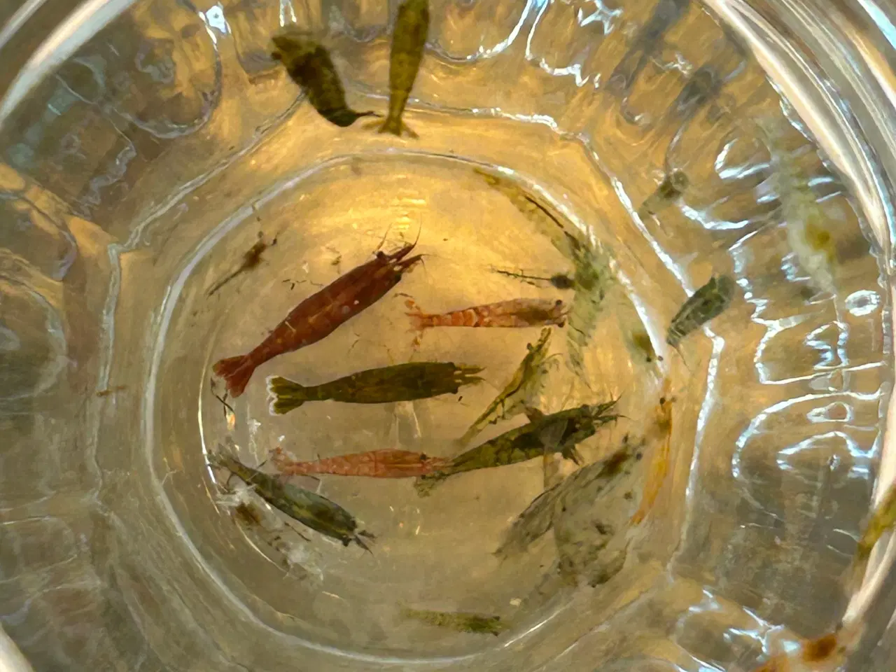 Billede 2 - 🦐 Neocaridina rejer – blandede 10stk | GLS