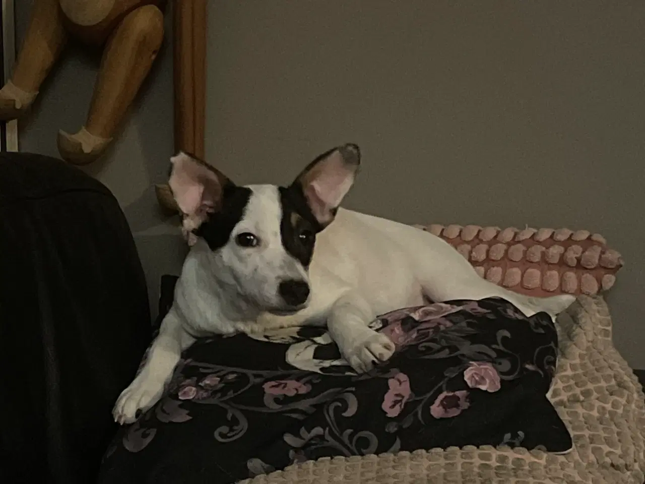 Billede 3 - Dansk svensk gårdhund 