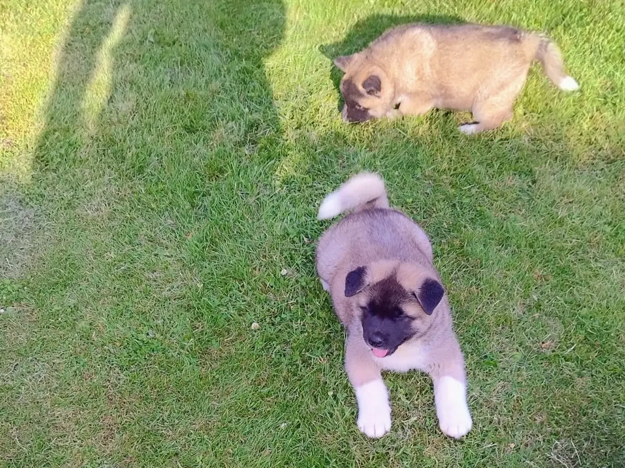 Billede 4 - Hundehvalpe Akita American 