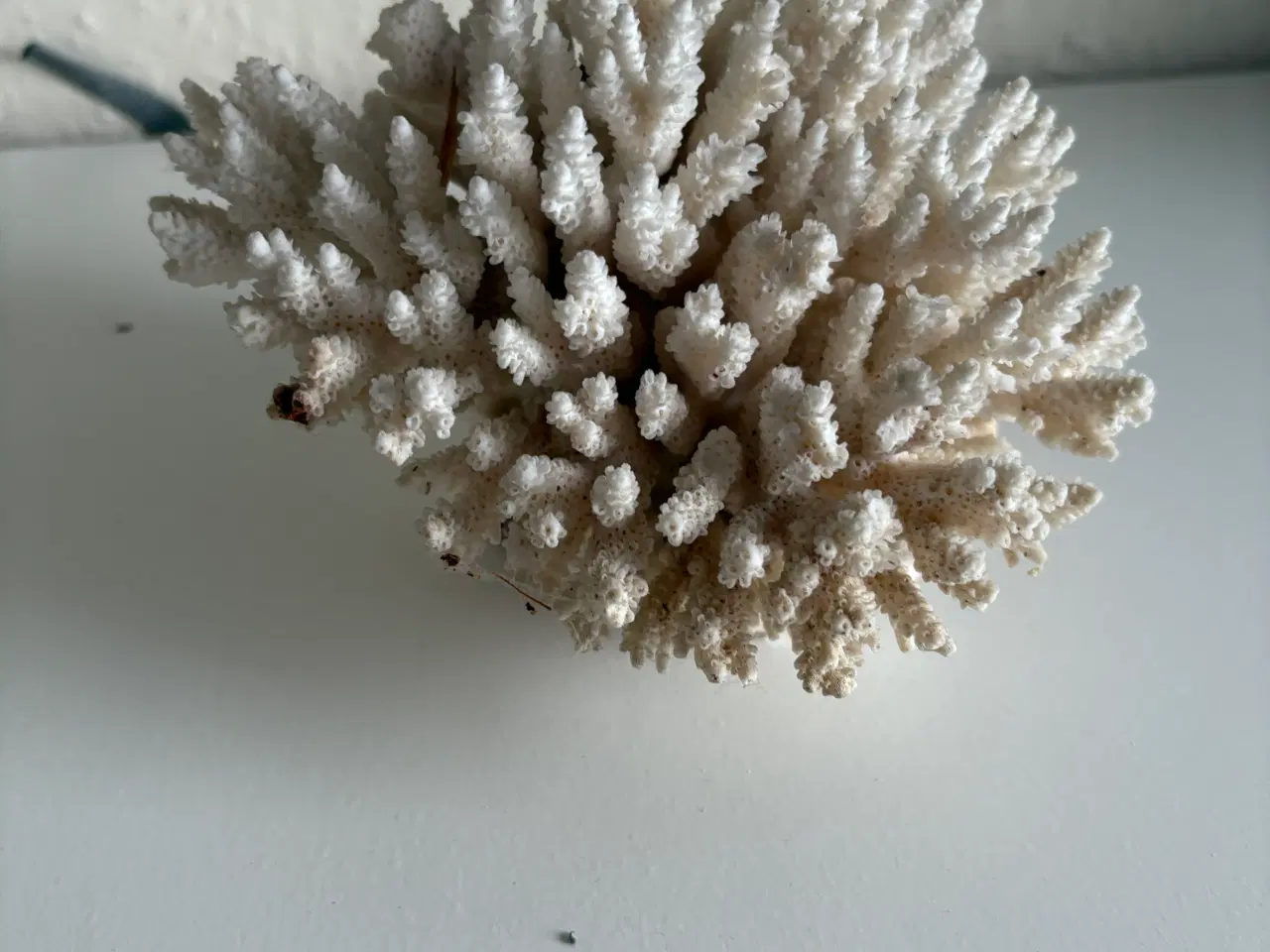 Billede 2 - Koral