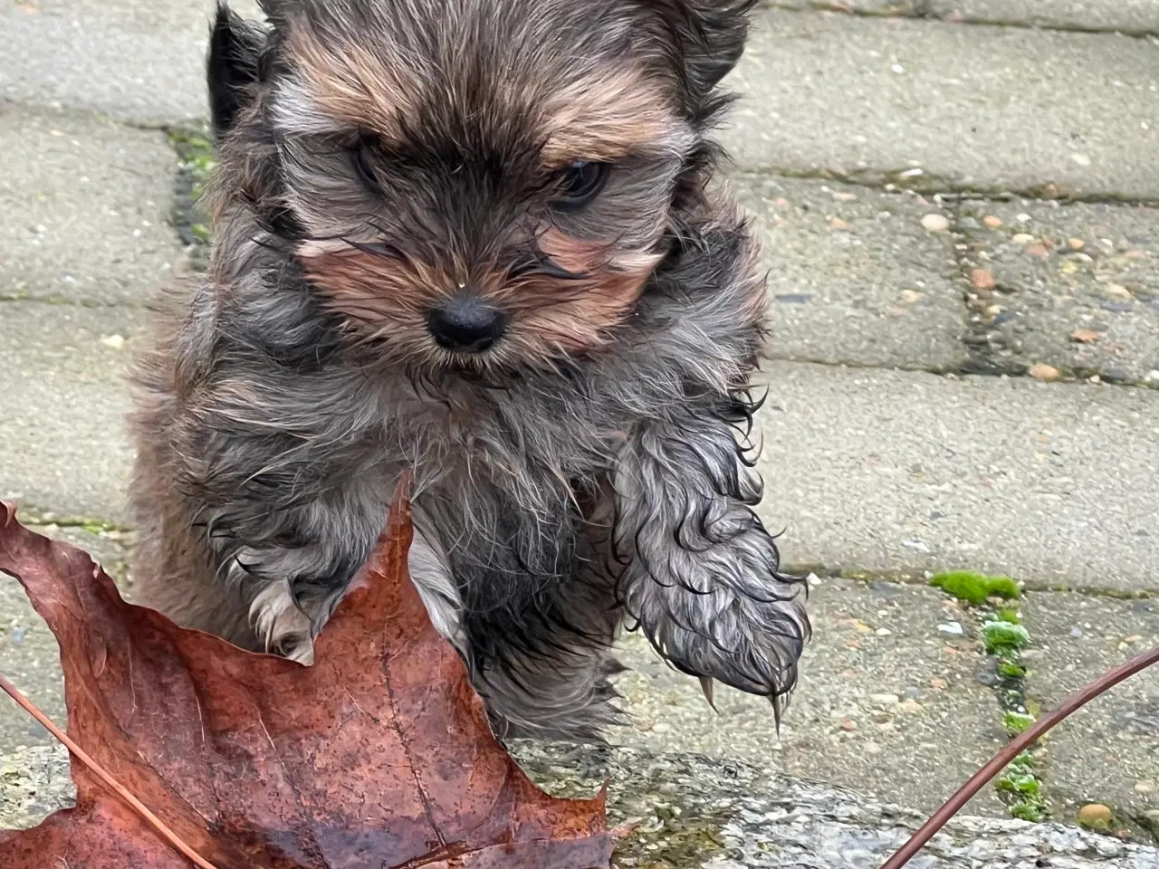 Billede 1 - Yorkshireterrier hvalpe sælges