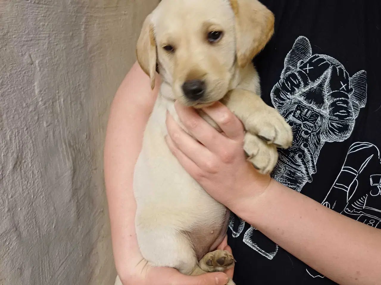 Billede 11 - Labrador F1 hvalpe