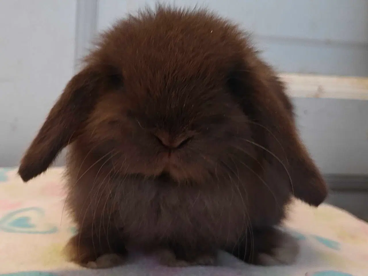 Billede 12 - Minilop