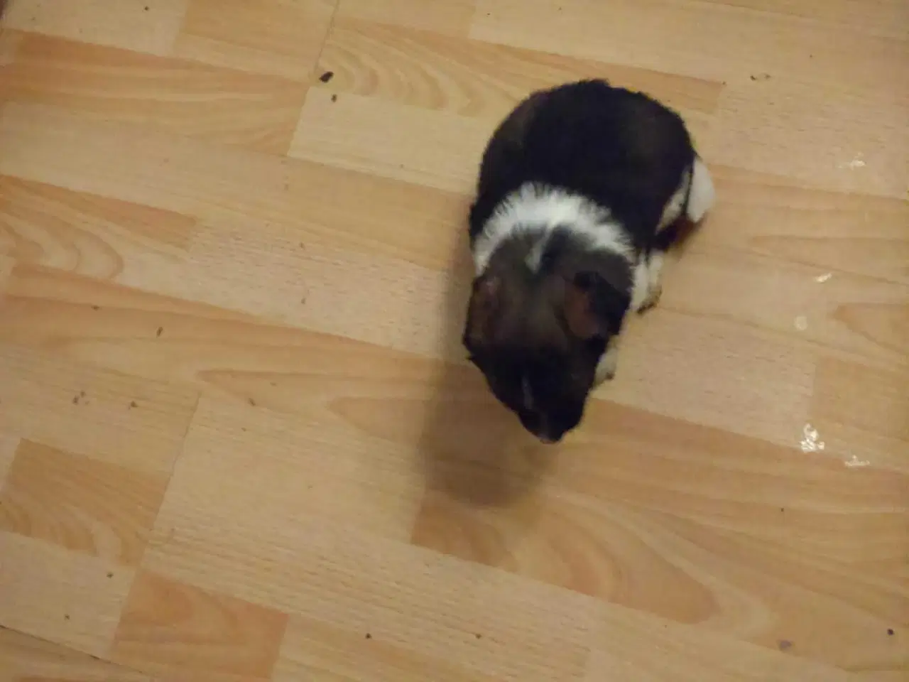 Billede 13 - Jack Russell blanding