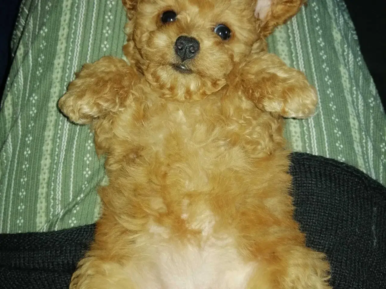 Billede 14 - Fawn krøltoppe puddelhvalpe 