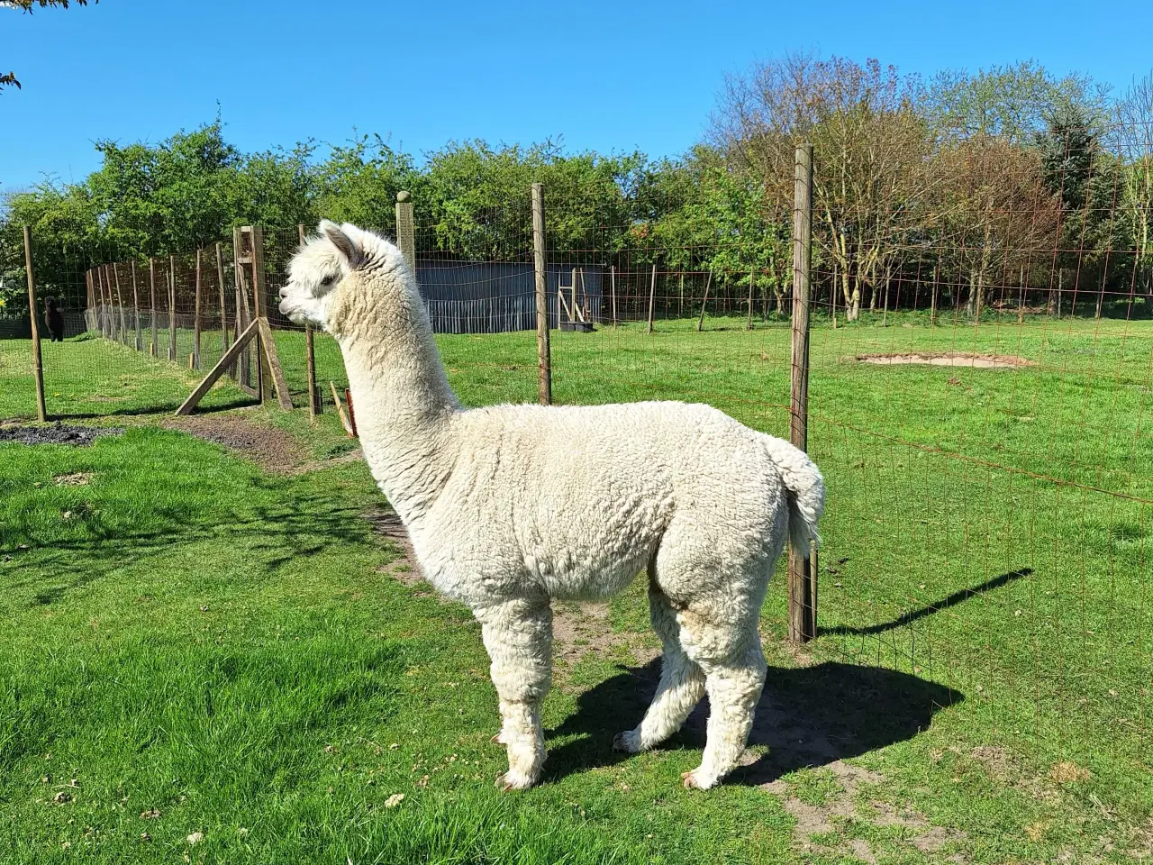 Billede 2 - Alpaka hingst 