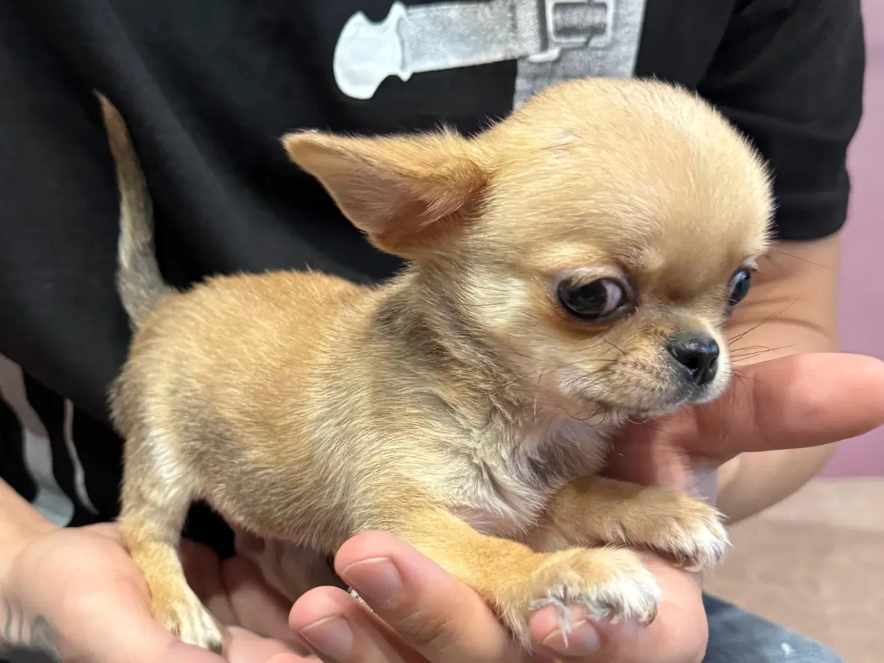 Billede 5 - Brun Chihuahua