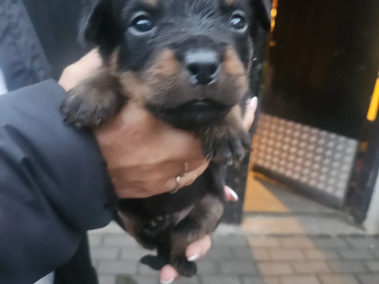 Billede 5 - Rottweiler hvalpe