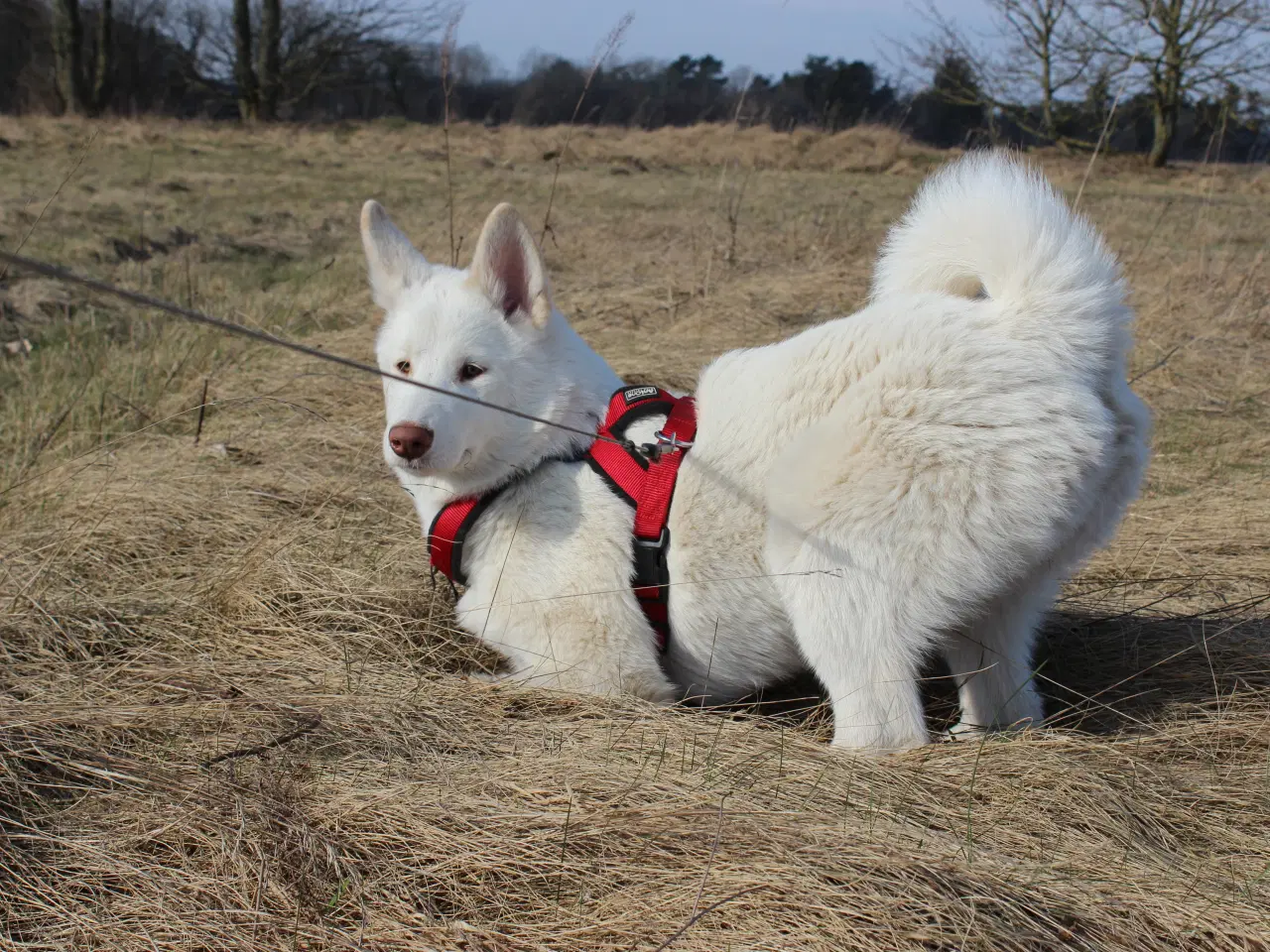 Billede 11 - Samojede / Husky hvalpe 4 måneder