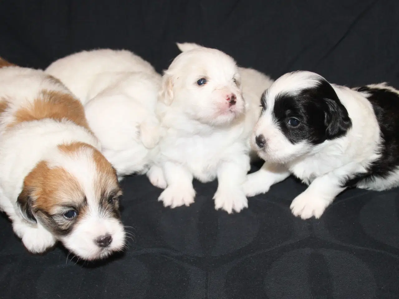 Billede 10 - Coton de Tulear hvalpe