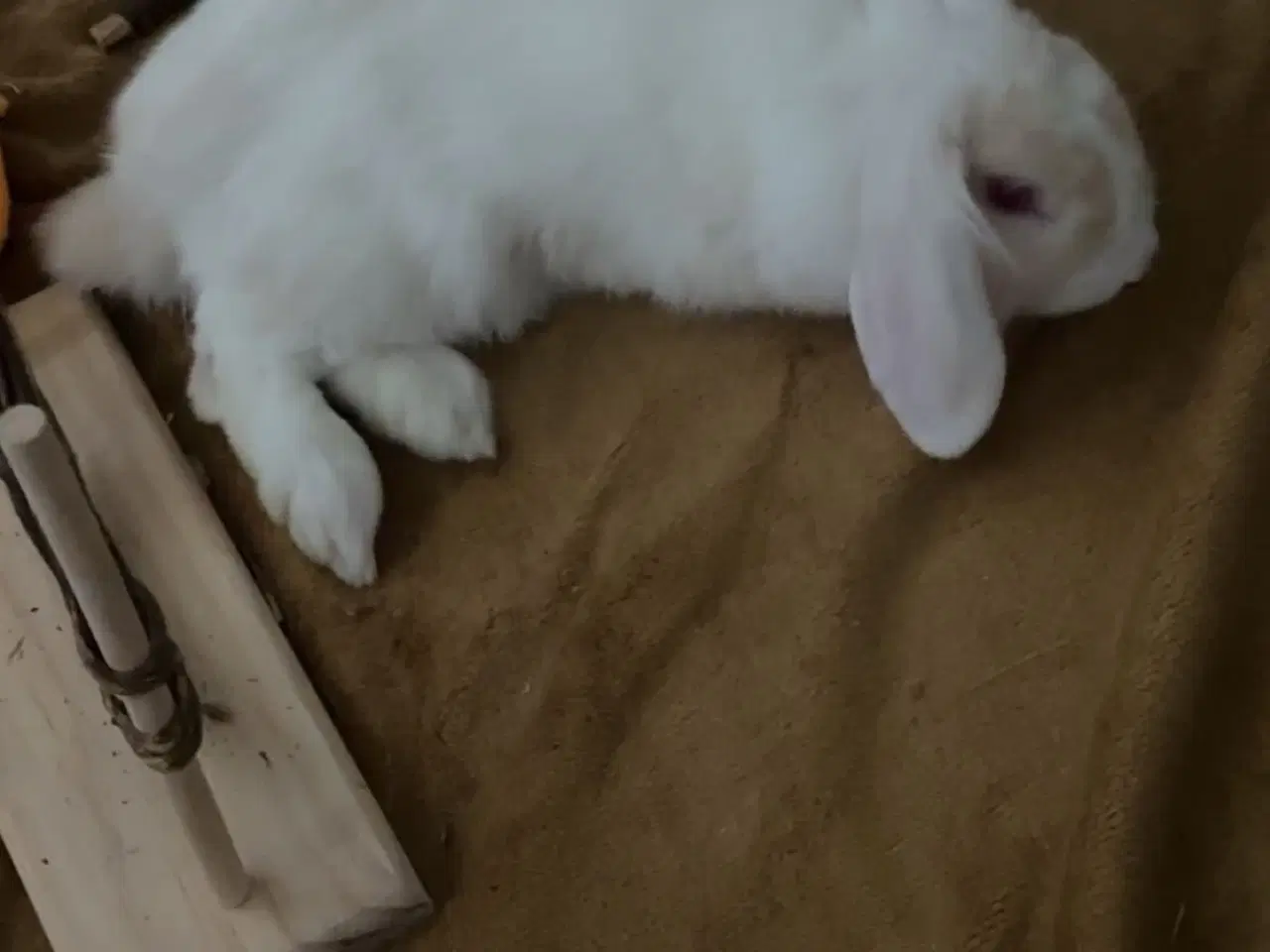 Billede 6 - Verdens sødeste kanin sælges