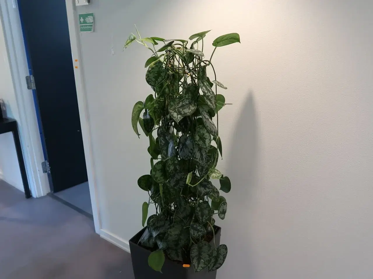 Billede 2 - Plante i krukke