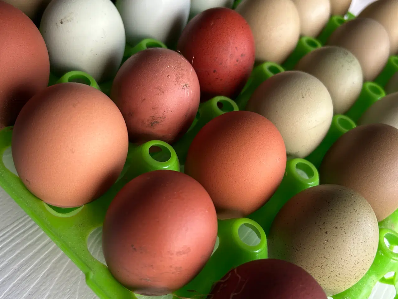 Billede 7 - Rugeæg I Gode Farver