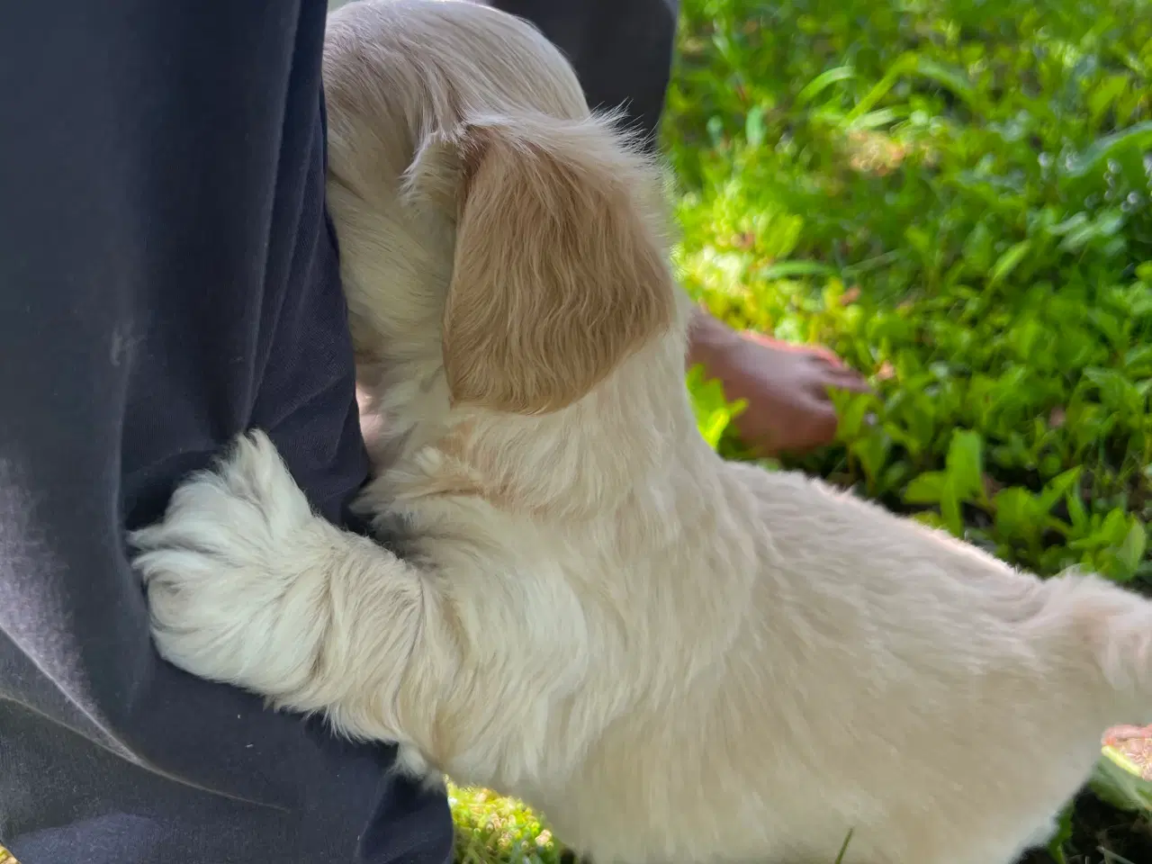 Billede 7 - Coton - Shih tzu hundehvalpe 