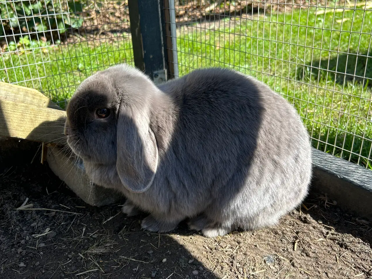 Billede 4 - 2 søde mini lop kaniner (søstre)
