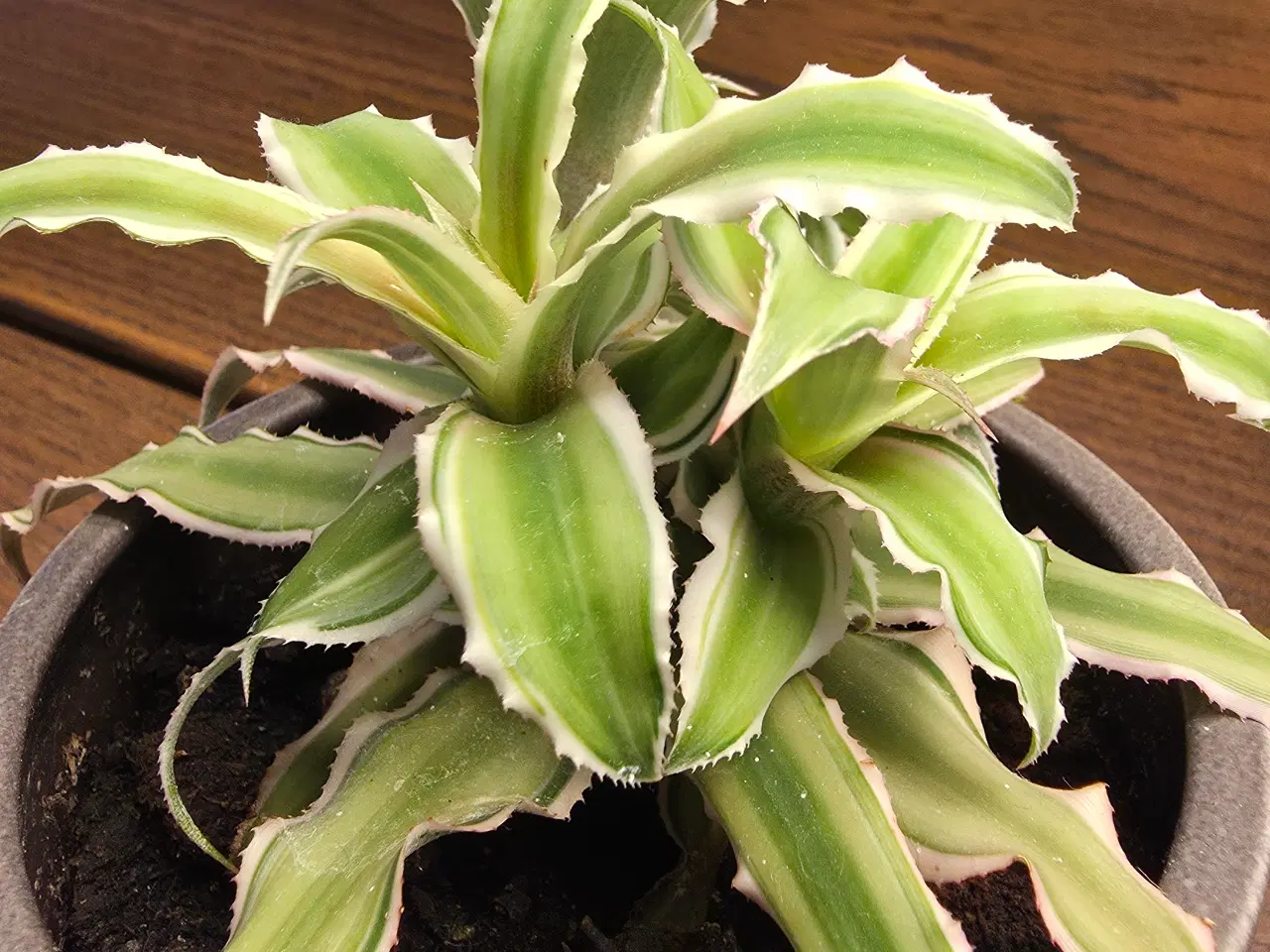 Billede 6 - Planter/stueplanter