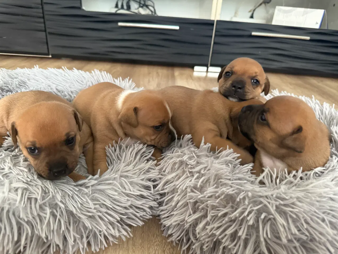 Billede 5 - 🐾 Staffordshire Bull Terrier hvalpe m. stamtavle