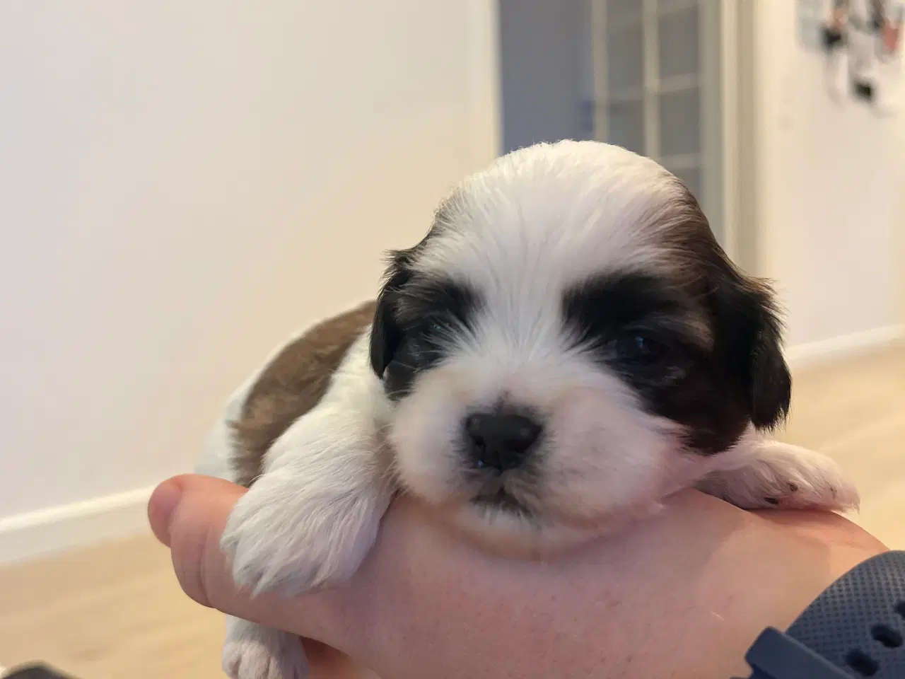 Billede 3 - Malteser/Shih Tzu hvalpe til salg