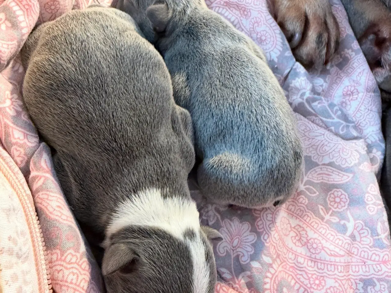 Billede 1 - Fransk bulldog hvalpe 🐶