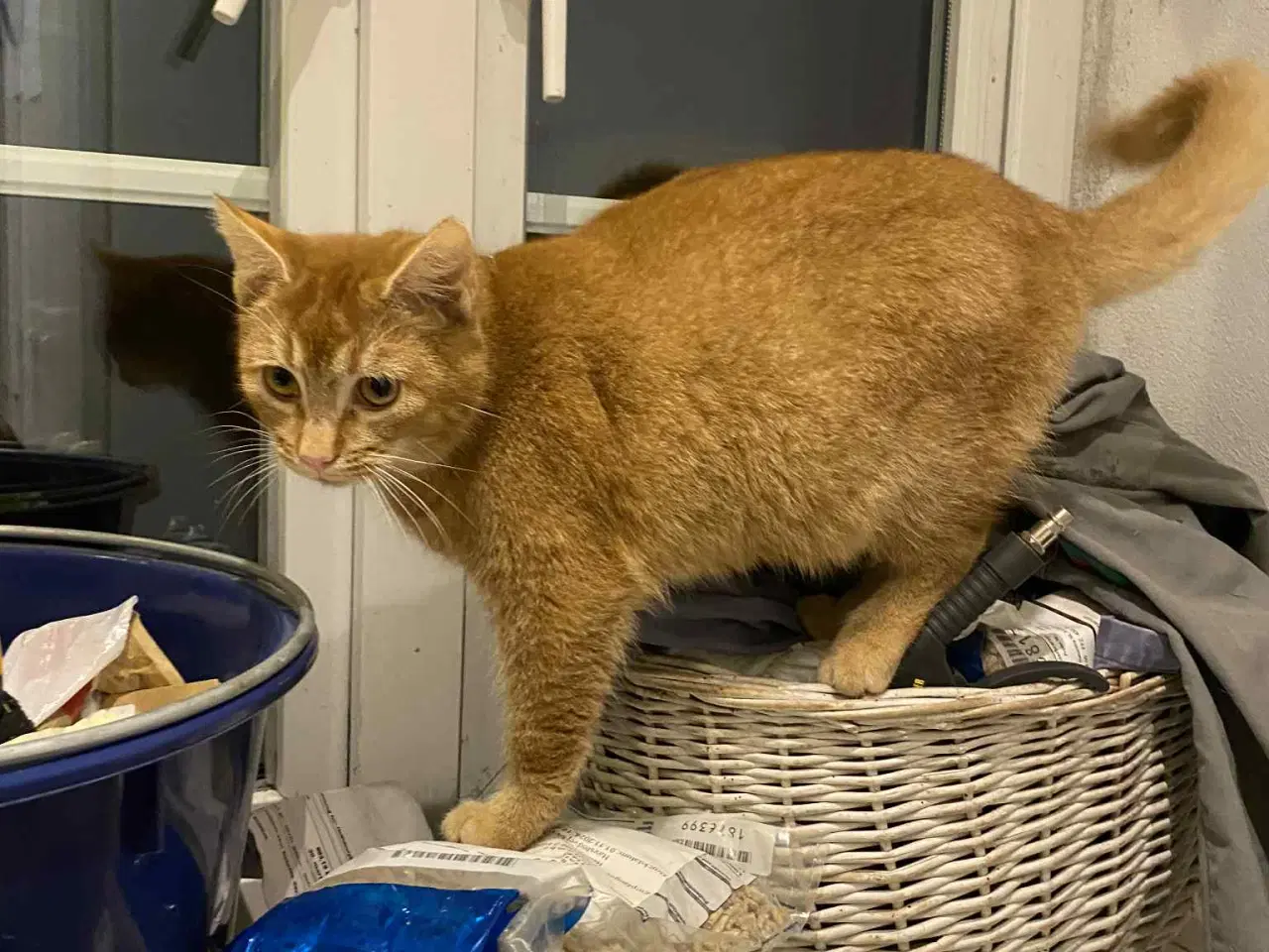 Billede 4 - Røde kattekillinger