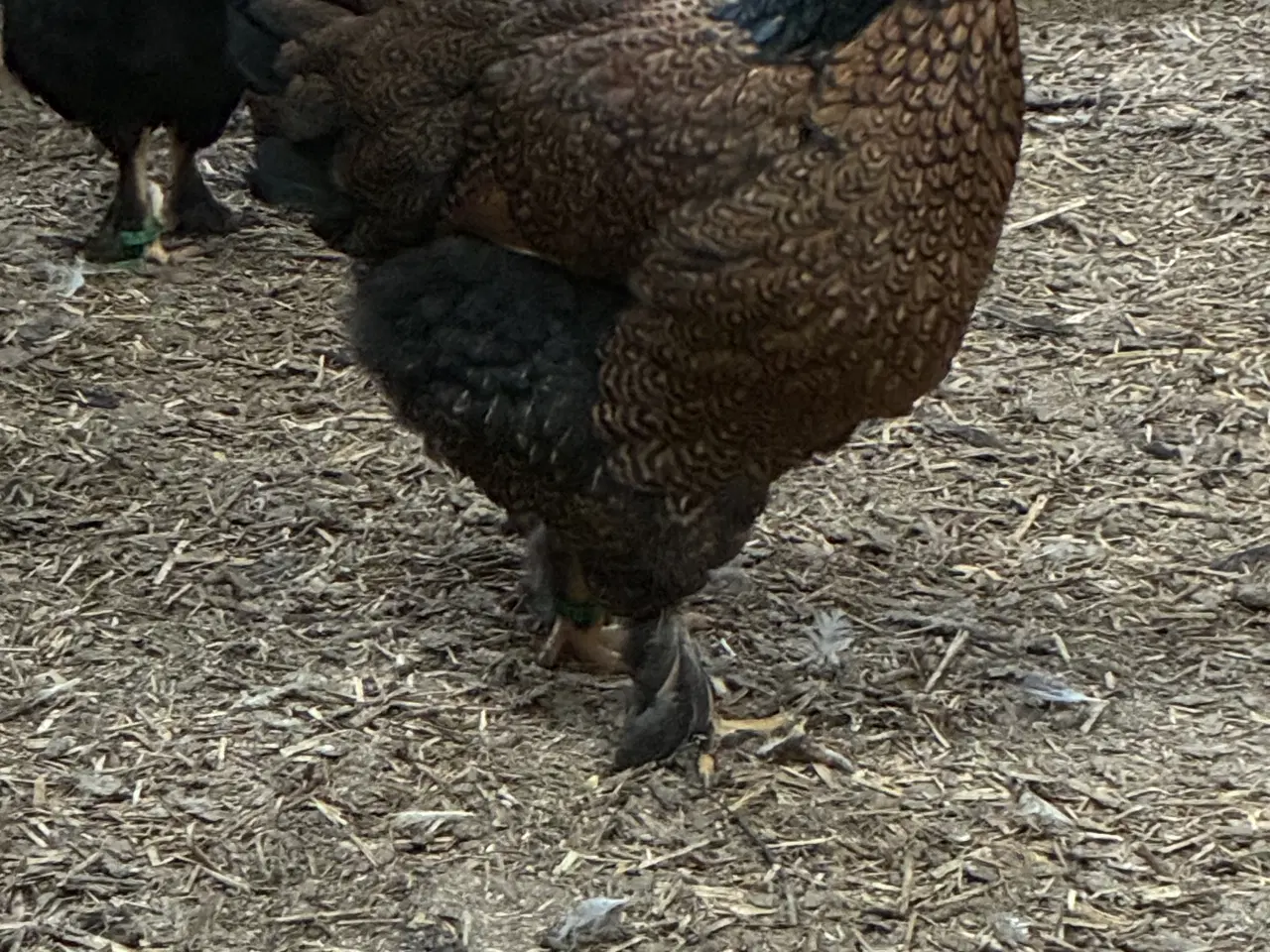 Billede 1 - Brahma x wyandotter