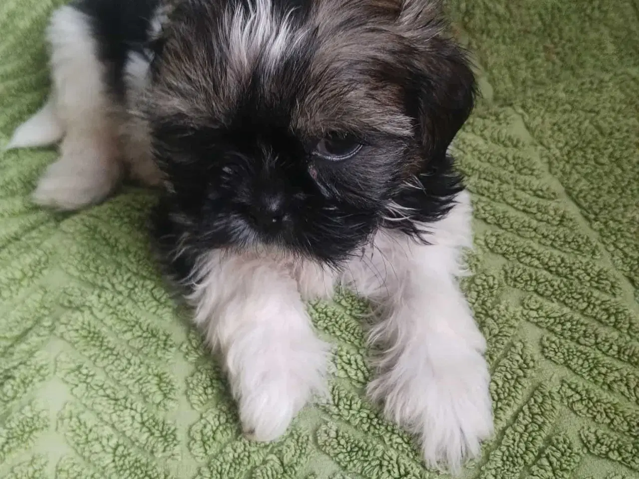 Billede 4 - Hej. Jeg har 4 smukke hund SHIH TZU