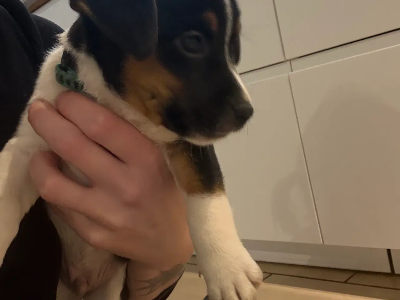 Billede 3 - Hvalpe blanding dansk Svend/jack Russel 