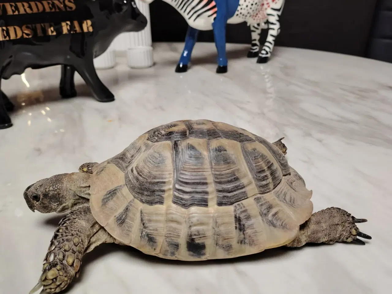 Billede 1 - Græsk landskildpadde han på 5 år