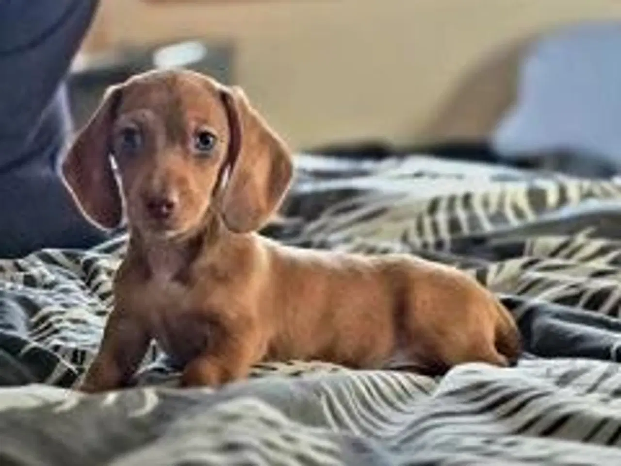 Billede 4 - Danmarks kønneste Dværg Gravhunde hvalpe