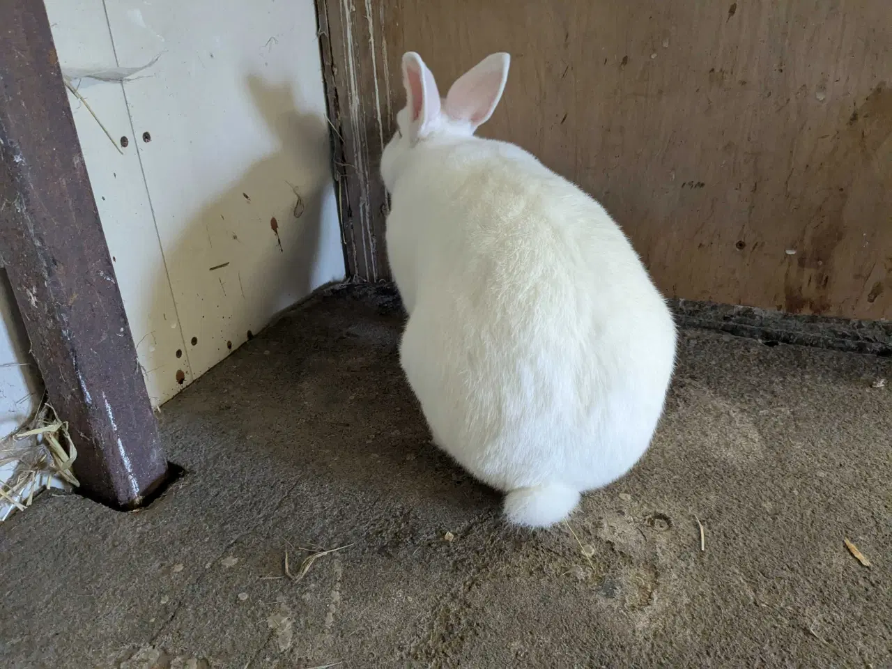 Billede 3 - hvid land han kanin