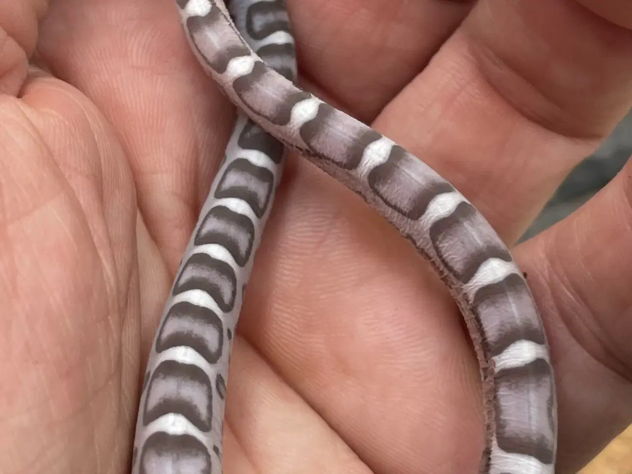 Billede 3 - Scalelees anery kornsnohe