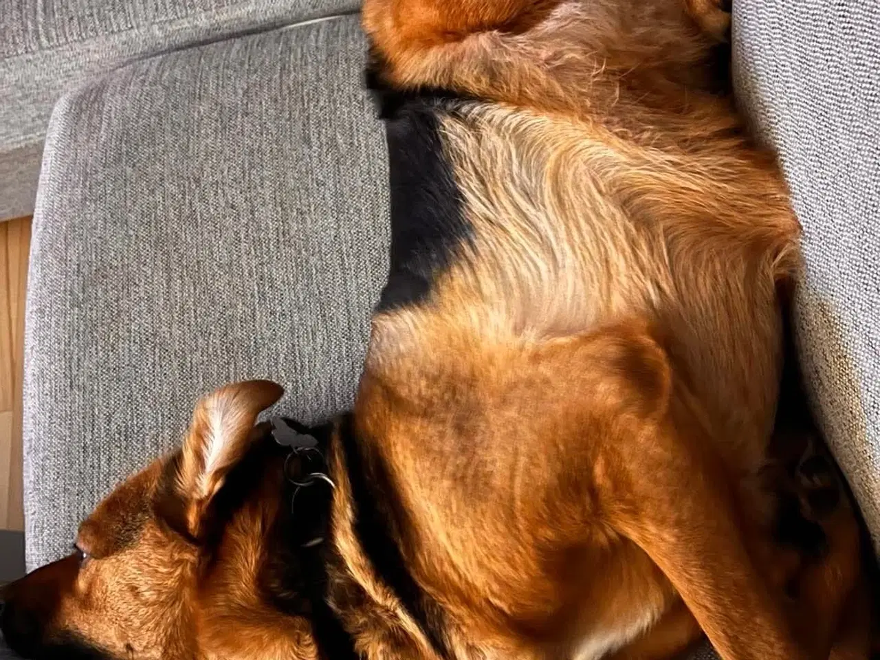 Billede 6 - Sødeste Nico-pigen leder efter ny familie 🩷