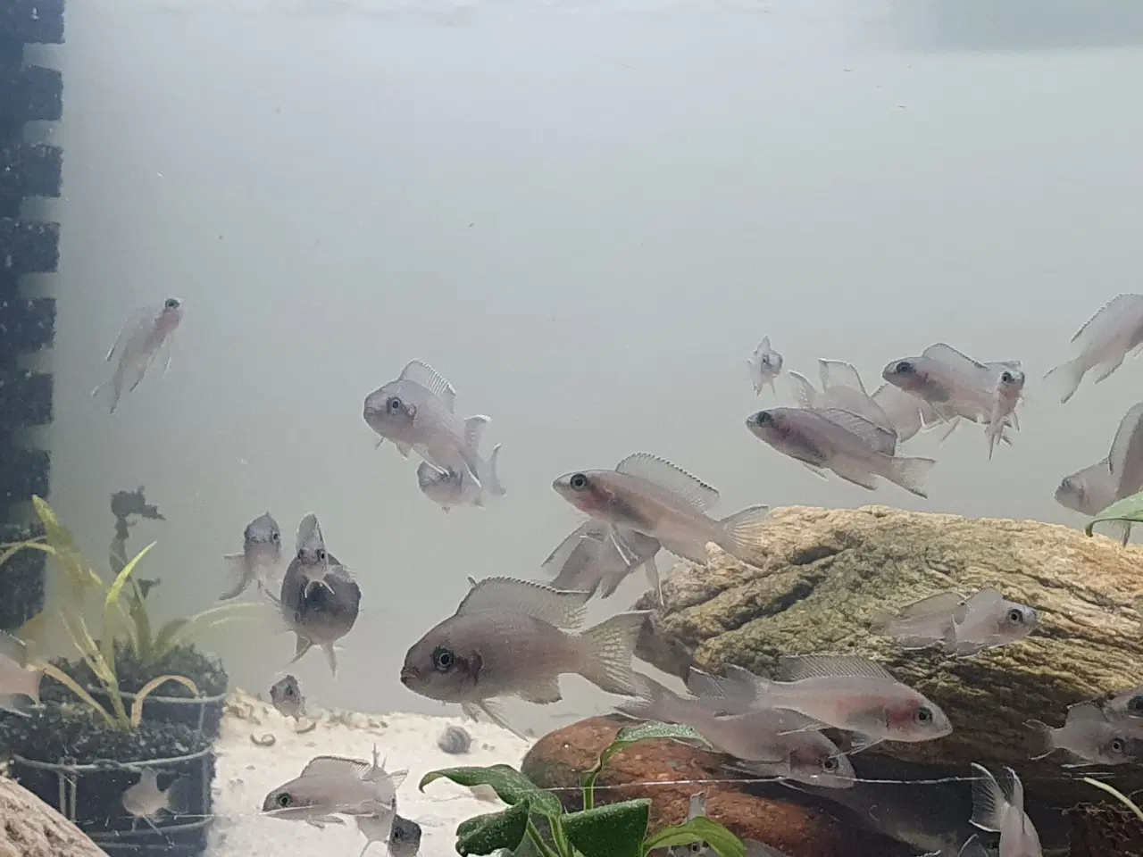 Billede 1 - Prinsessecichlider (Neolamprologus brichardi)