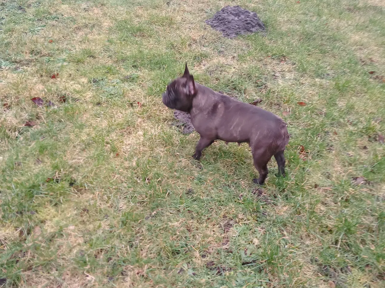 Billede 3 - Ældre fransk bulldog