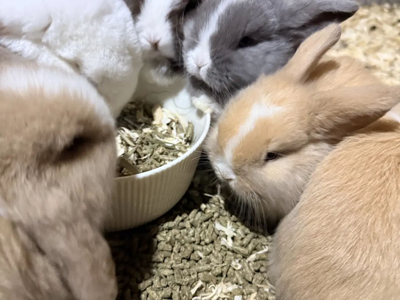 Billede 8 - Minilop kaninunger 